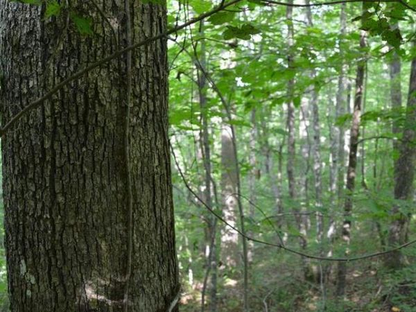 11071 River Drive, Crawford, TN 38554