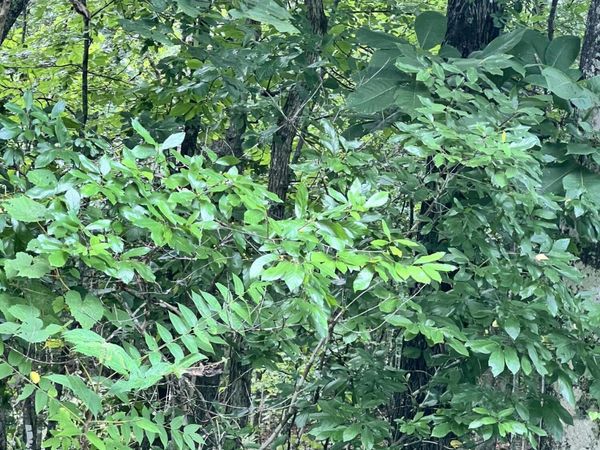 Lot 10 Wiley Prigmore Lane, Decatur, TN 37322