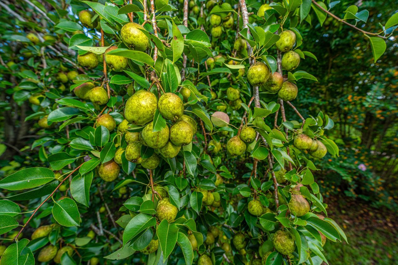 1342 1st Bend Road Photo 61