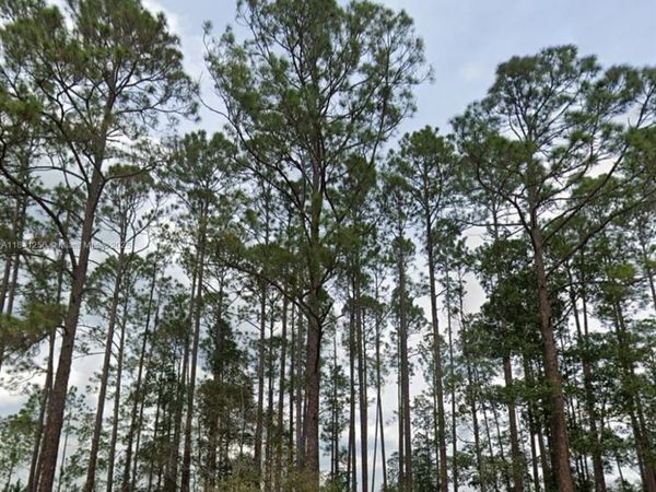 00 Greenley ST, Palatka, FL 32148