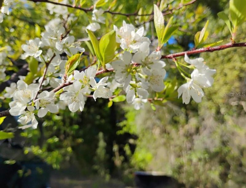 S Lake Hiawatha Drive, Lady Lake, FL 32159 Photo