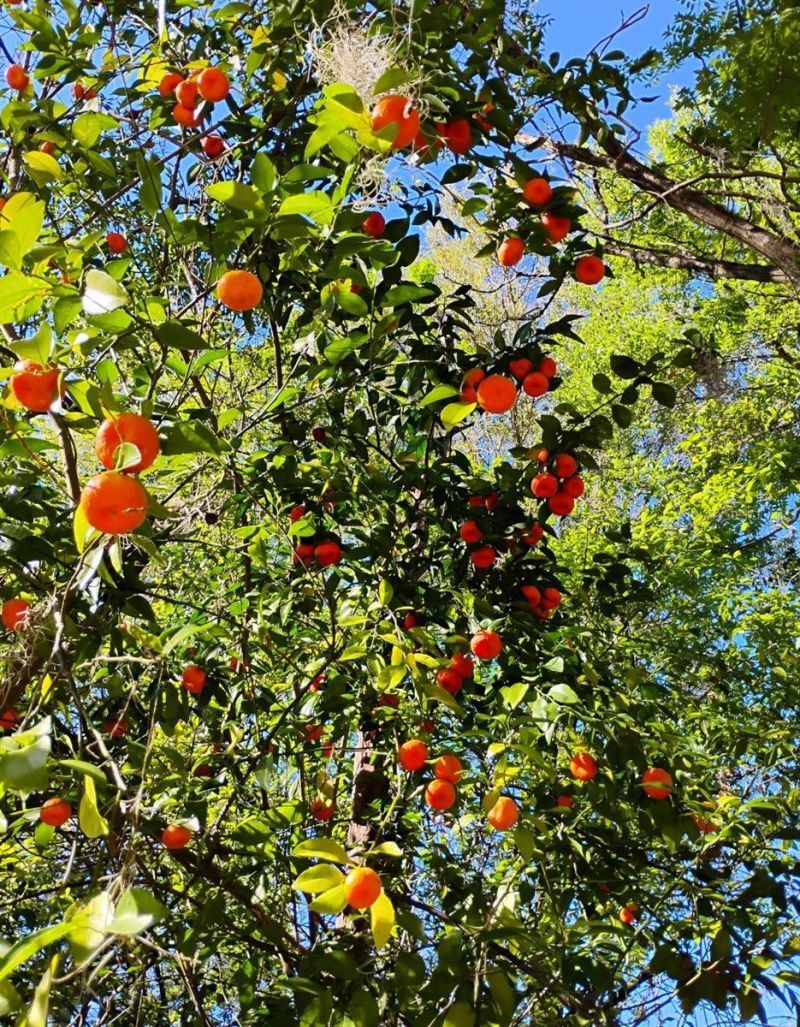 S Lake Hiawatha Drive, Lady Lake, FL 32159 Photo