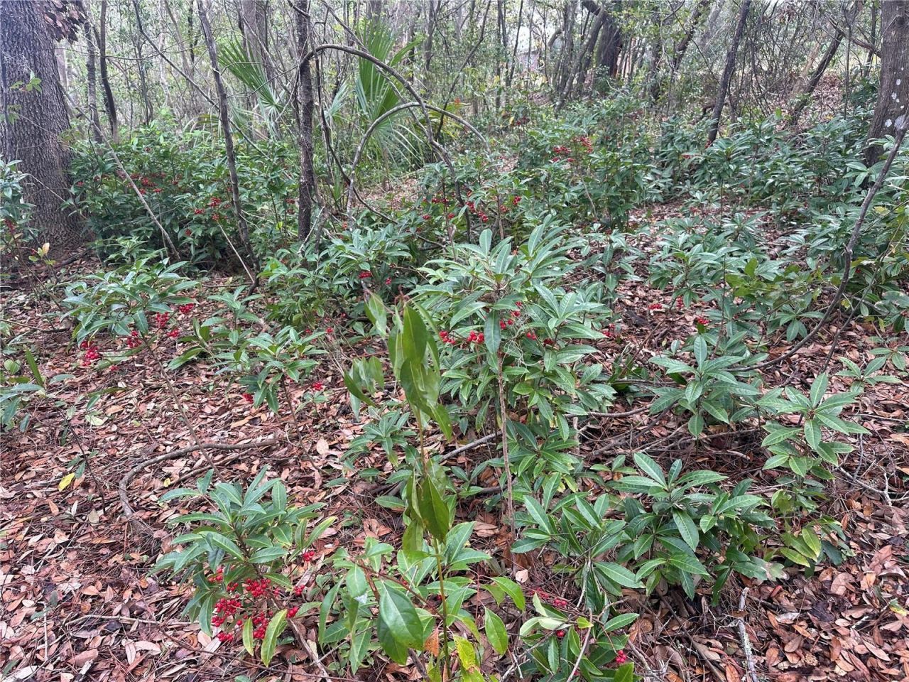 S Lake Hiawatha Drive, Lady Lake, FL 32159 Photo