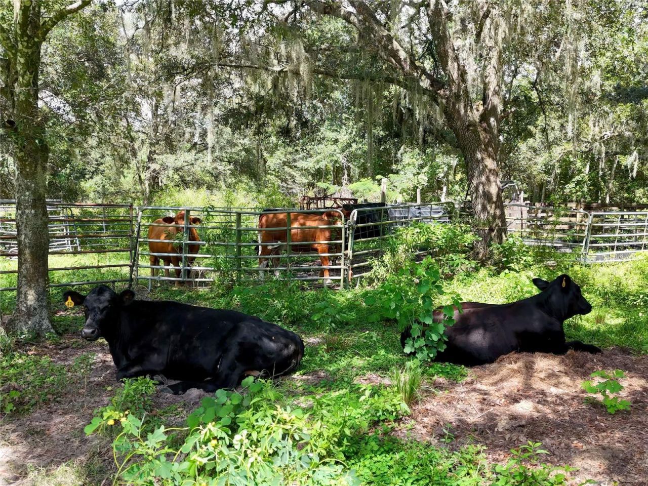 20089 Ayers Road, Brooksville, FL 34604 Photo