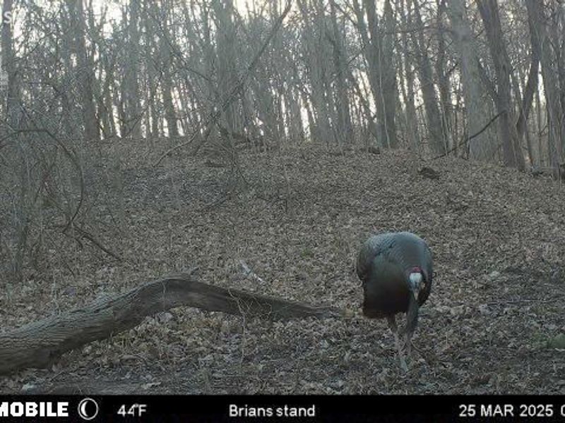 0 S Tr 173, Bloomville, OH 44818 Photo 20