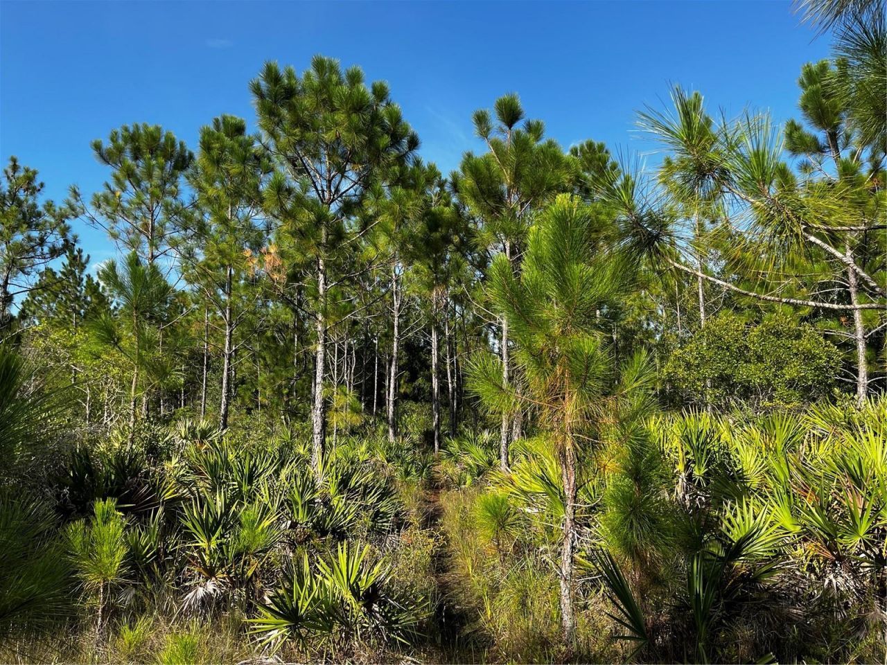 50204 Bermont Road, Punta Gorda, FL 33982 Photo