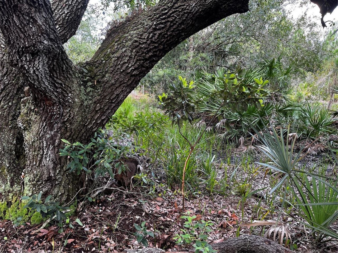 50204 Bermont Road, Punta Gorda, FL 33982 Photo