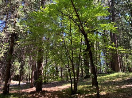 12043 Pasquale Rd, Nevada City, CA 95959 Photo