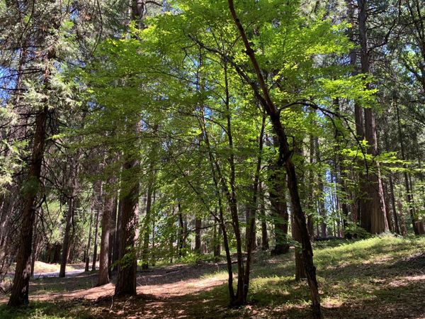 12043 Pasquale Rd, Nevada City, CA 95959