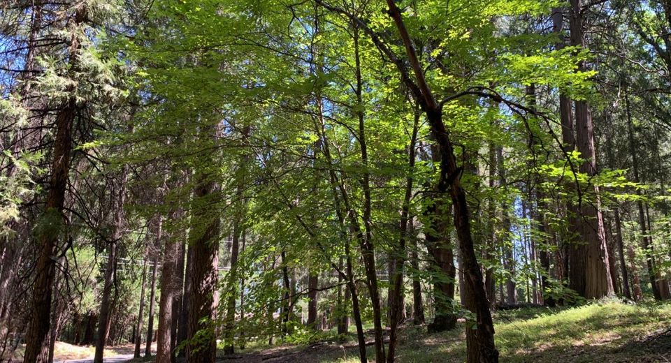 12043 Pasquale Rd, Nevada City, CA 95959 Photo