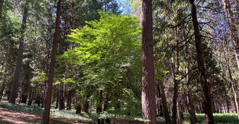 12043 Pasquale Rd, Nevada City, CA 95959 Photo