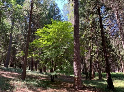 12043 Pasquale Rd, Nevada City, CA 95959 Photo