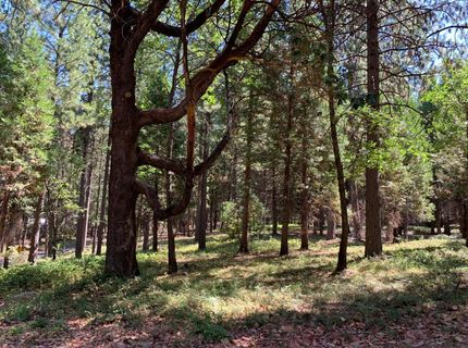 12043 Pasquale Rd, Nevada City, CA 95959 Photo