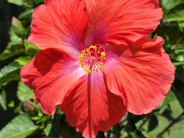 none Shady pines Lane, Providence Forge, VA 23141