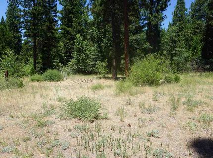 59555 Highway 70, Cromberg, CA 96103 Photo