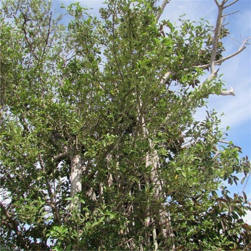 4195 Pine Island Rd Nw, Matlacha, FL 33993 Photo