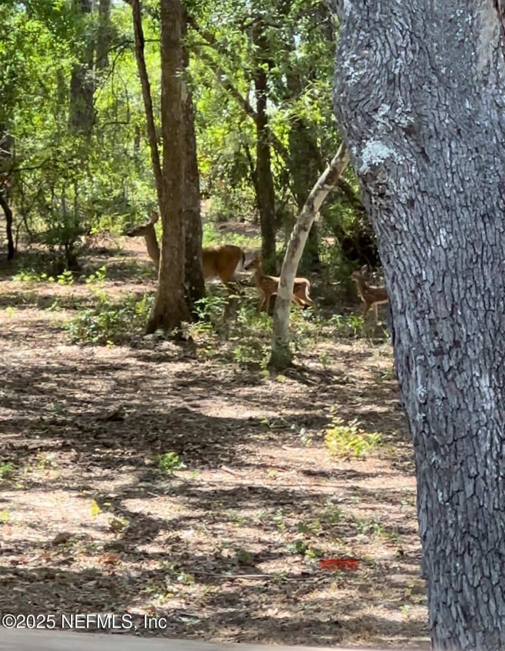 1540 Baden Powell Road, Hawthorne, FL 32640 Photo