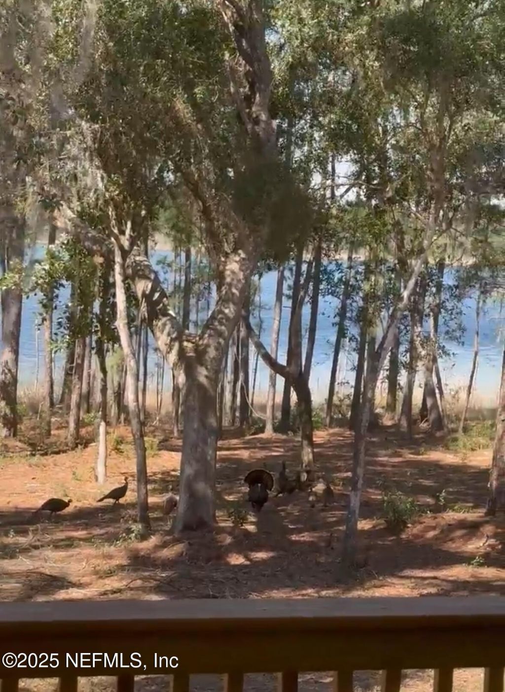 1540 Baden Powell Road, Hawthorne, FL 32640 Photo