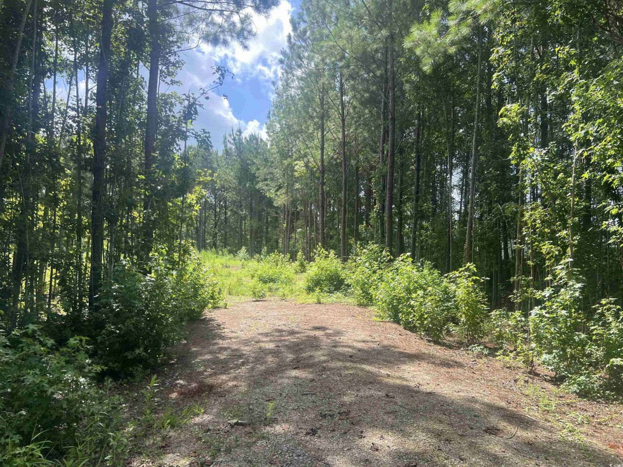 Tbd Lot 6b Red Bluff Rd. Photo 4