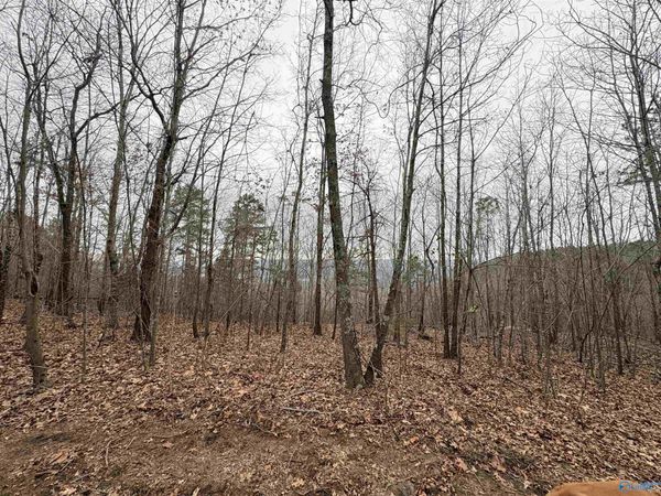 80 Acres Bella Vista Drive, Scottsboro, AL 35768