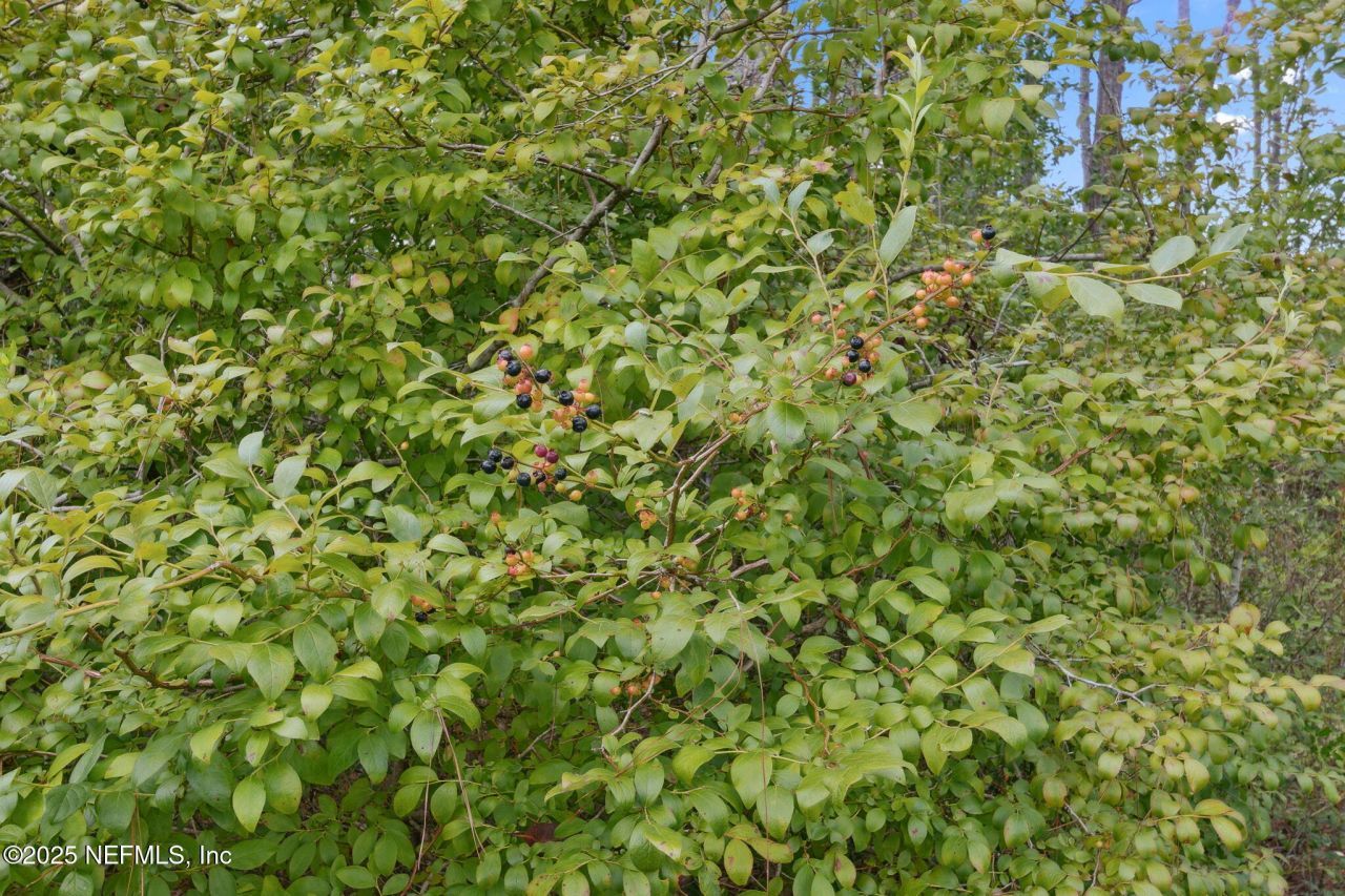 37334 Alice Street, Hilliard, FL 32046 Photo