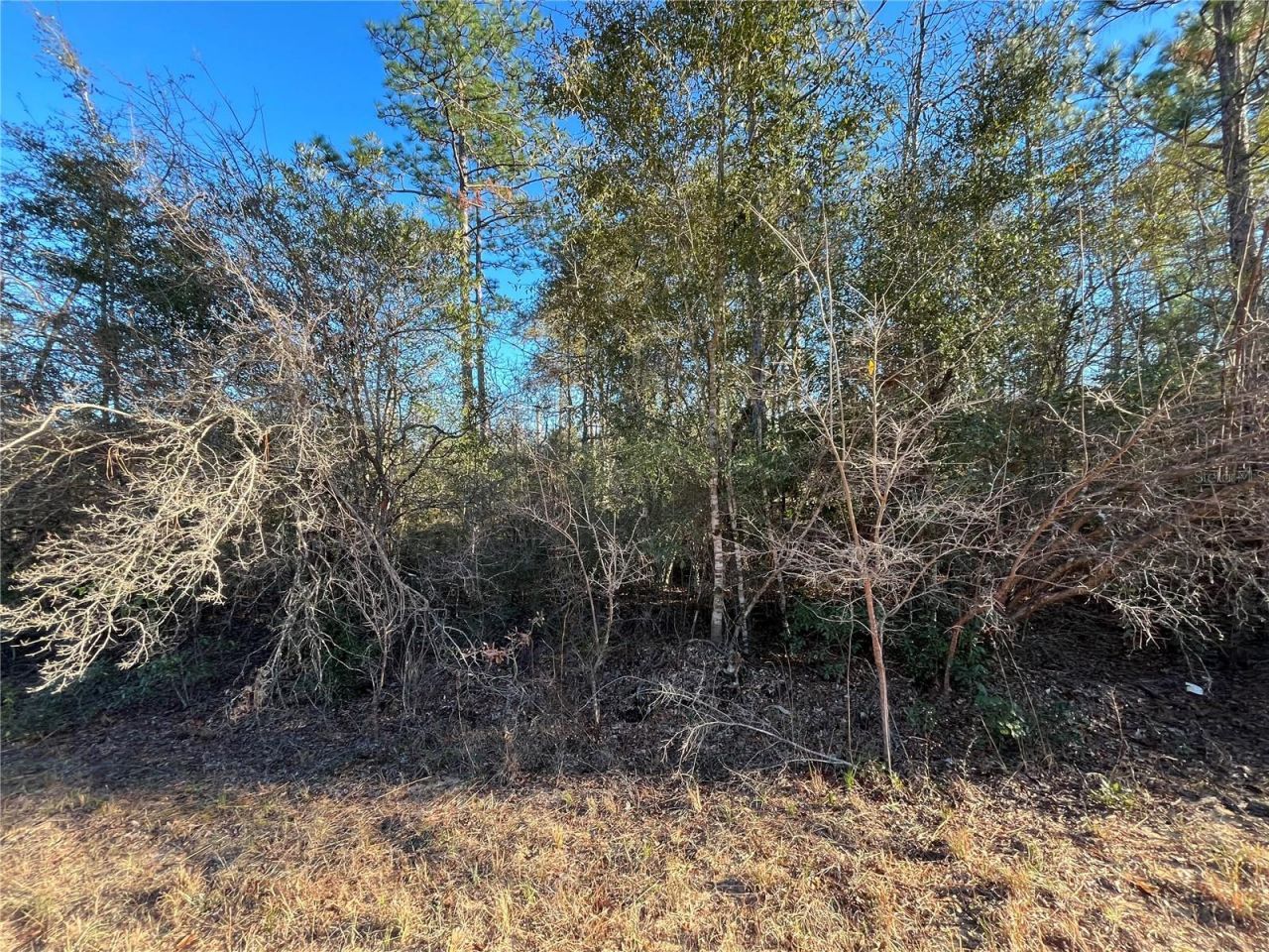 Goreville Avenue, Alford, FL 32420 Photo