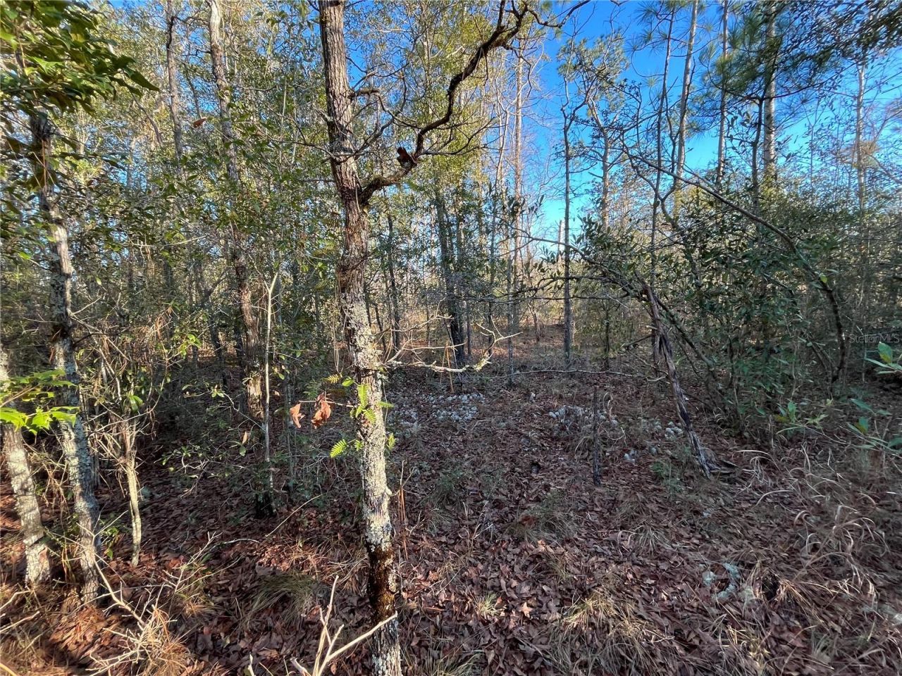 Goreville Avenue, Alford, FL 32420 Photo