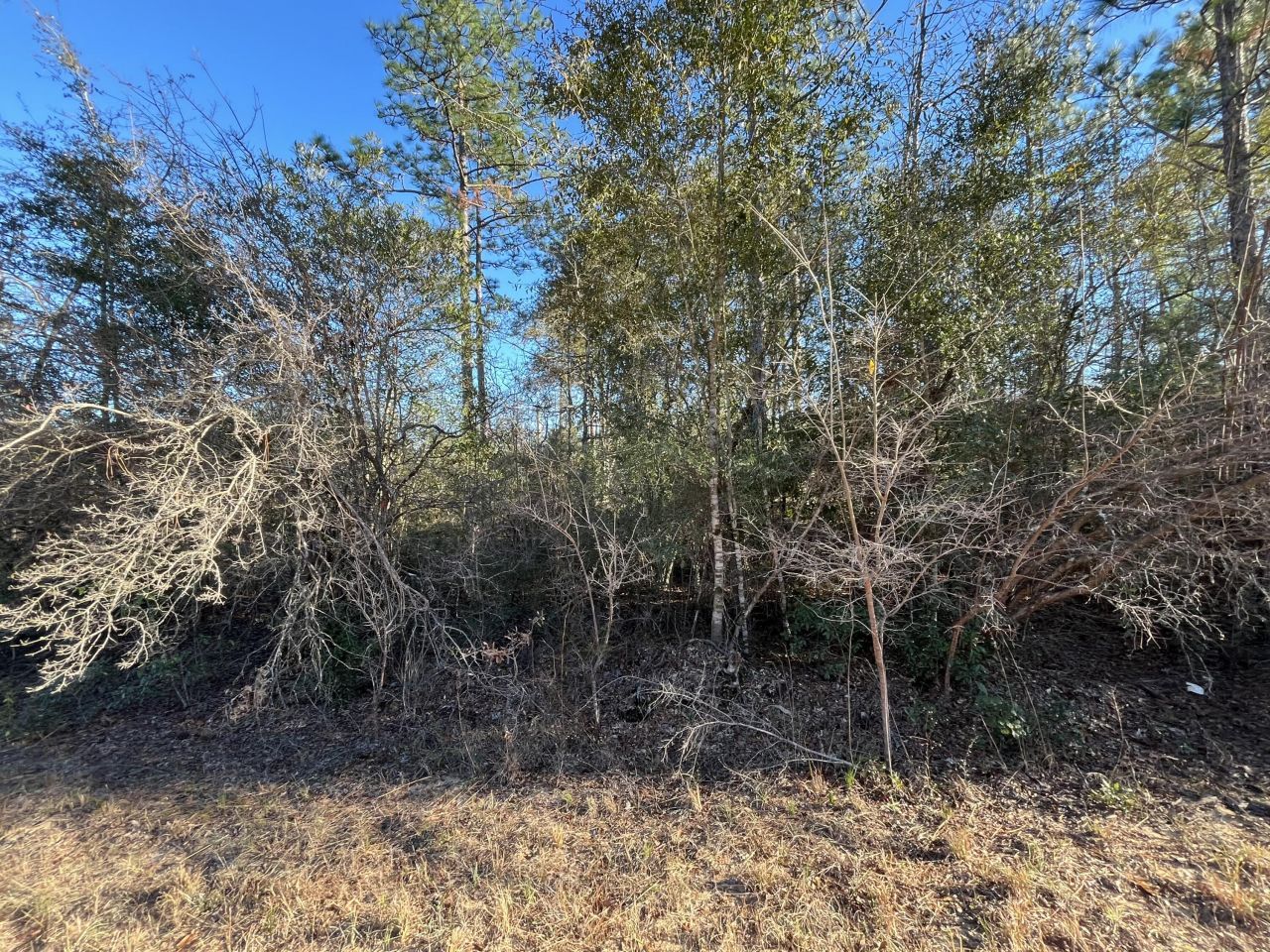 Tbd Goreville, Alford, FL 32420 Photo