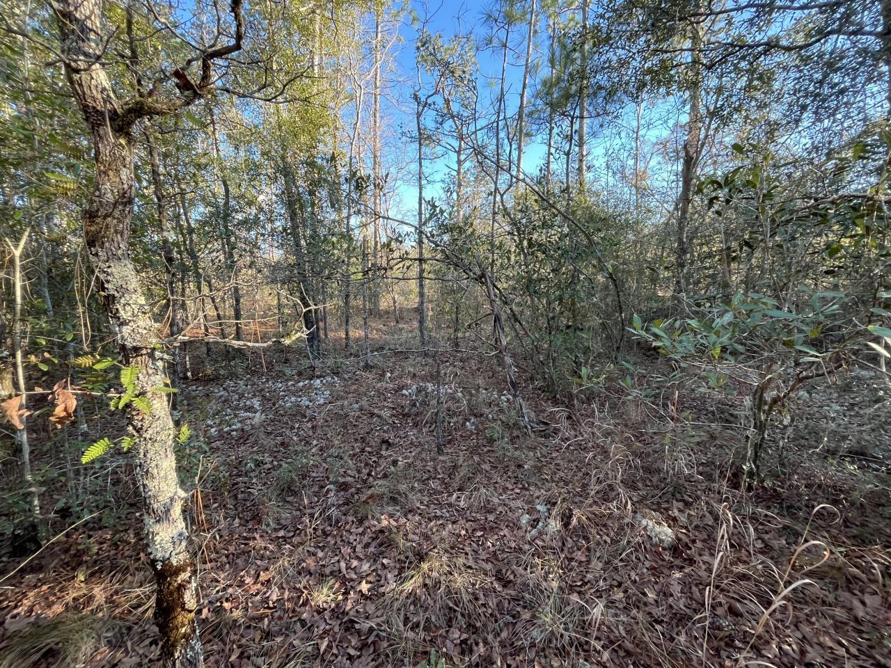 Tbd Goreville, Alford, FL 32420 Photo