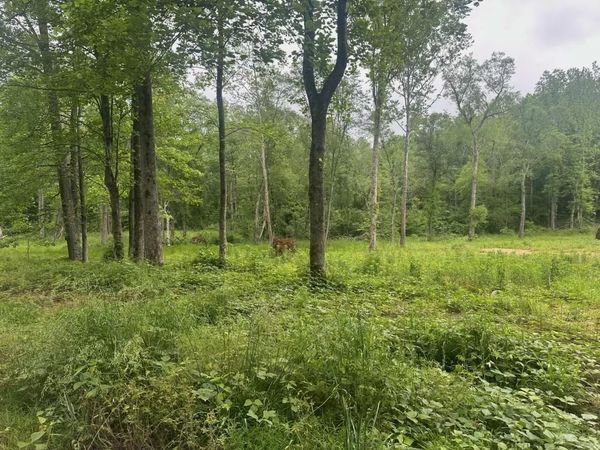 8125 VAN BUREN RD, Saulsbury, TN 38067