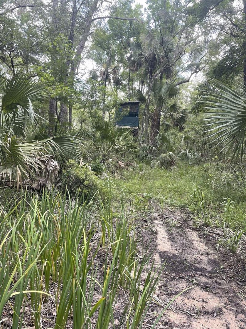 0000 SW County Road 347, Chiefland, FL 32626 Photo