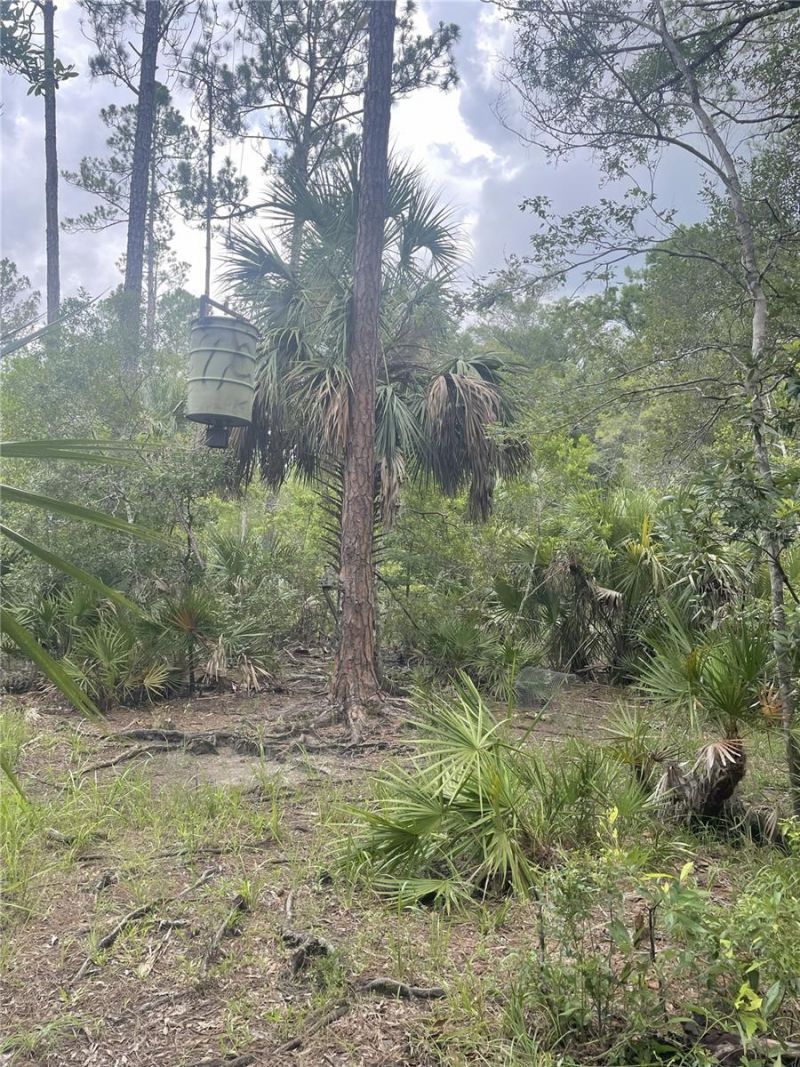 0000 SW County Road 347, Chiefland, FL 32626 Photo