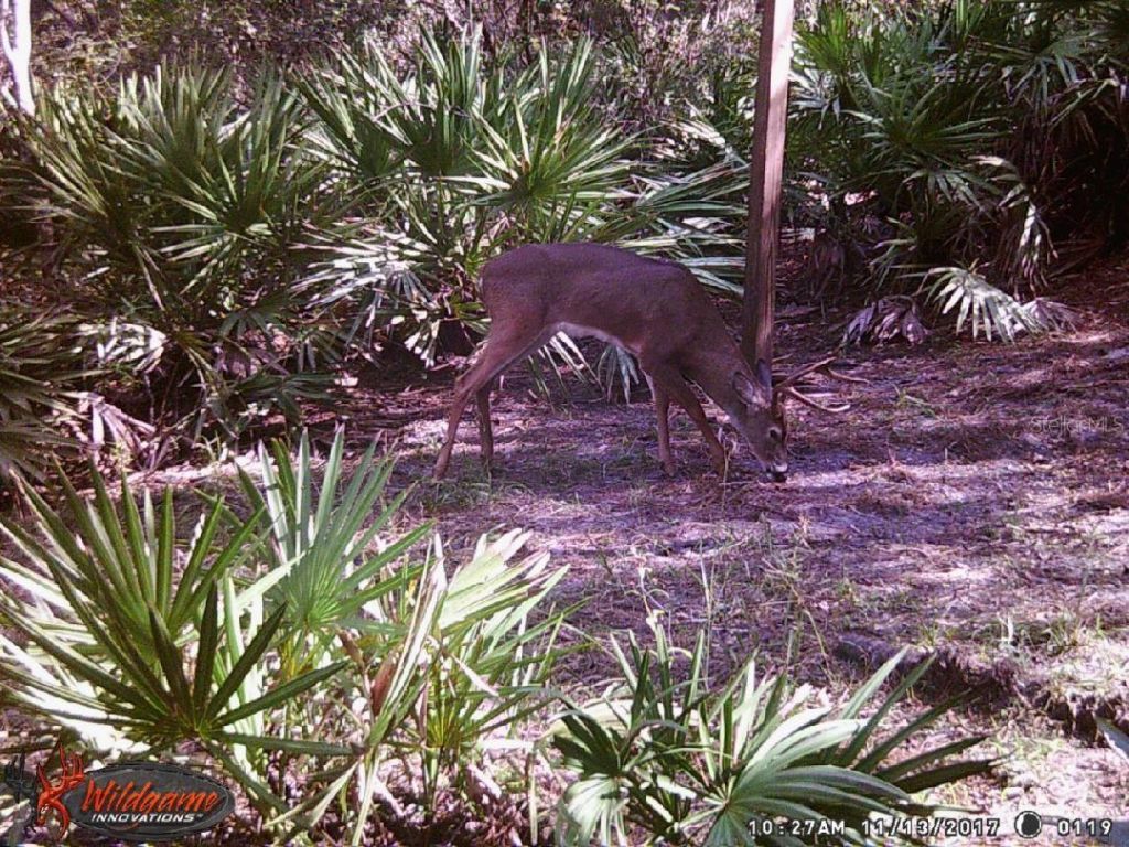 0000 SW County Road 347, Chiefland, FL 32626 Photo