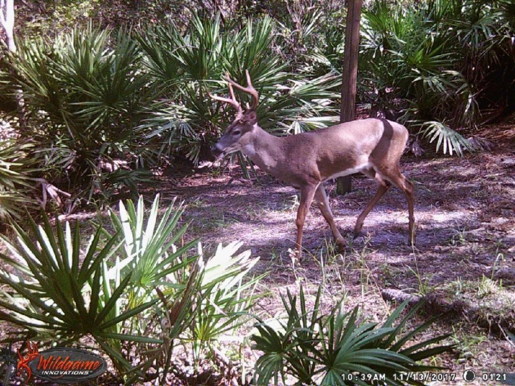 0000 SW County Road 347, Chiefland, FL 32626 Photo