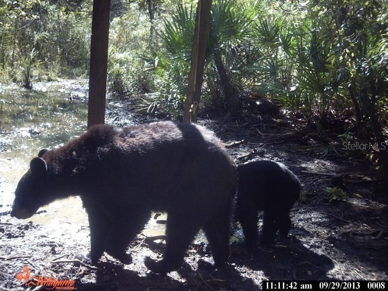 0000 SW County Road 347, Chiefland, FL 32626 Photo