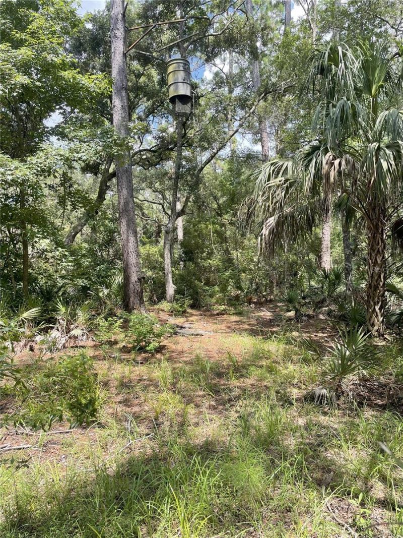 0000 SW County Road 347, Chiefland, FL 32626 Photo