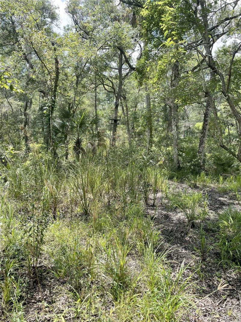 0000 SW County Road 347, Chiefland, FL 32626 Photo