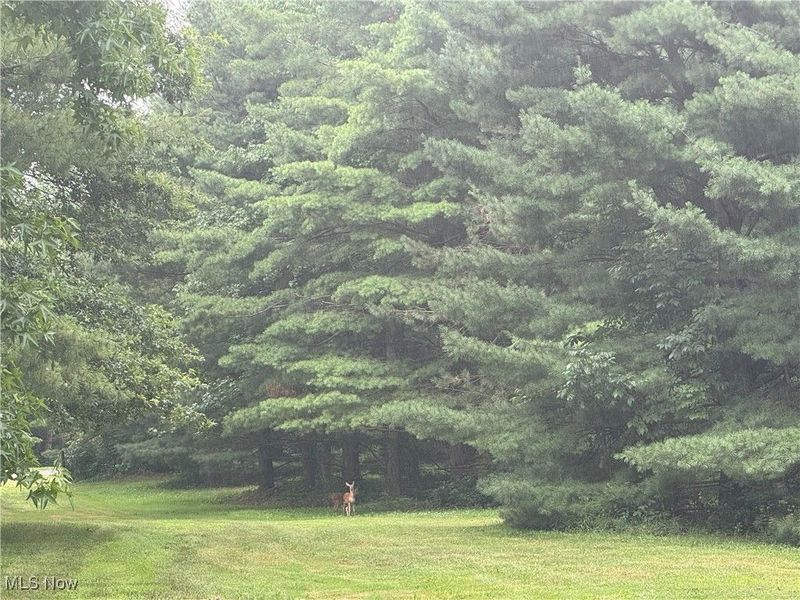 Winding Woods Trail, Medina, OH 44256 Photo 9