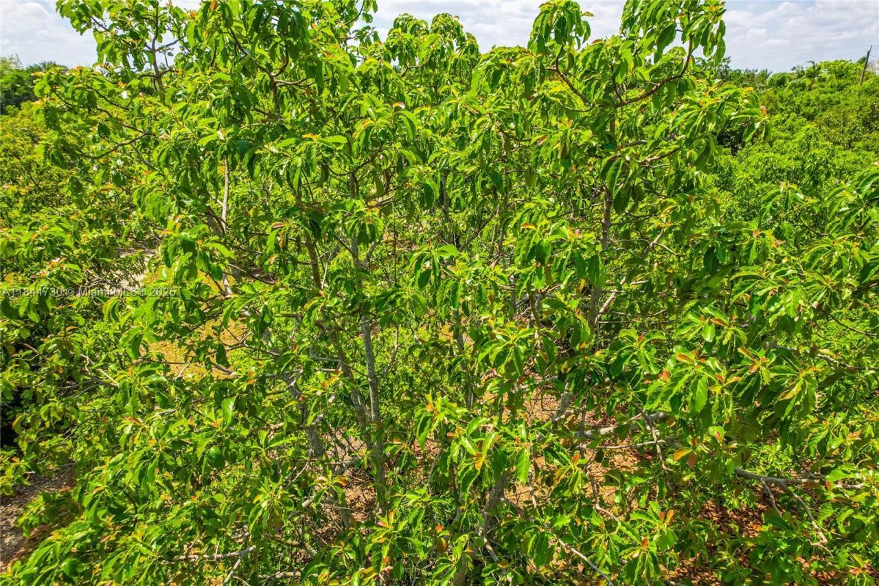 254xx SW 217ave, Homestead, FL 33031 Photo