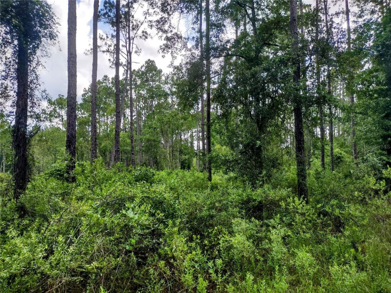 4651 NE 108th Place, Chiefland, FL 32626 Photo