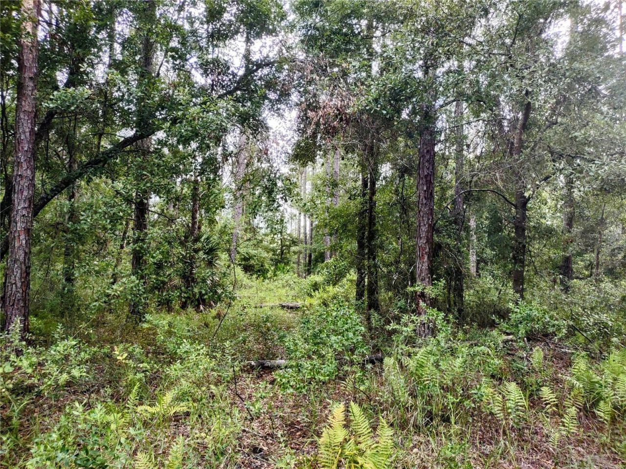 4651 NE 108th Place, Chiefland, FL 32626 Photo