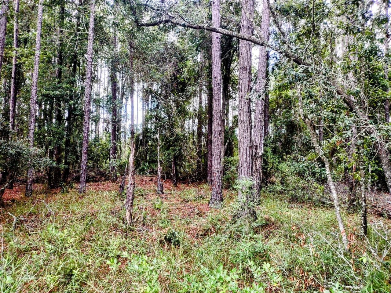 4651 NE 108th Place, Chiefland, FL 32626 Photo