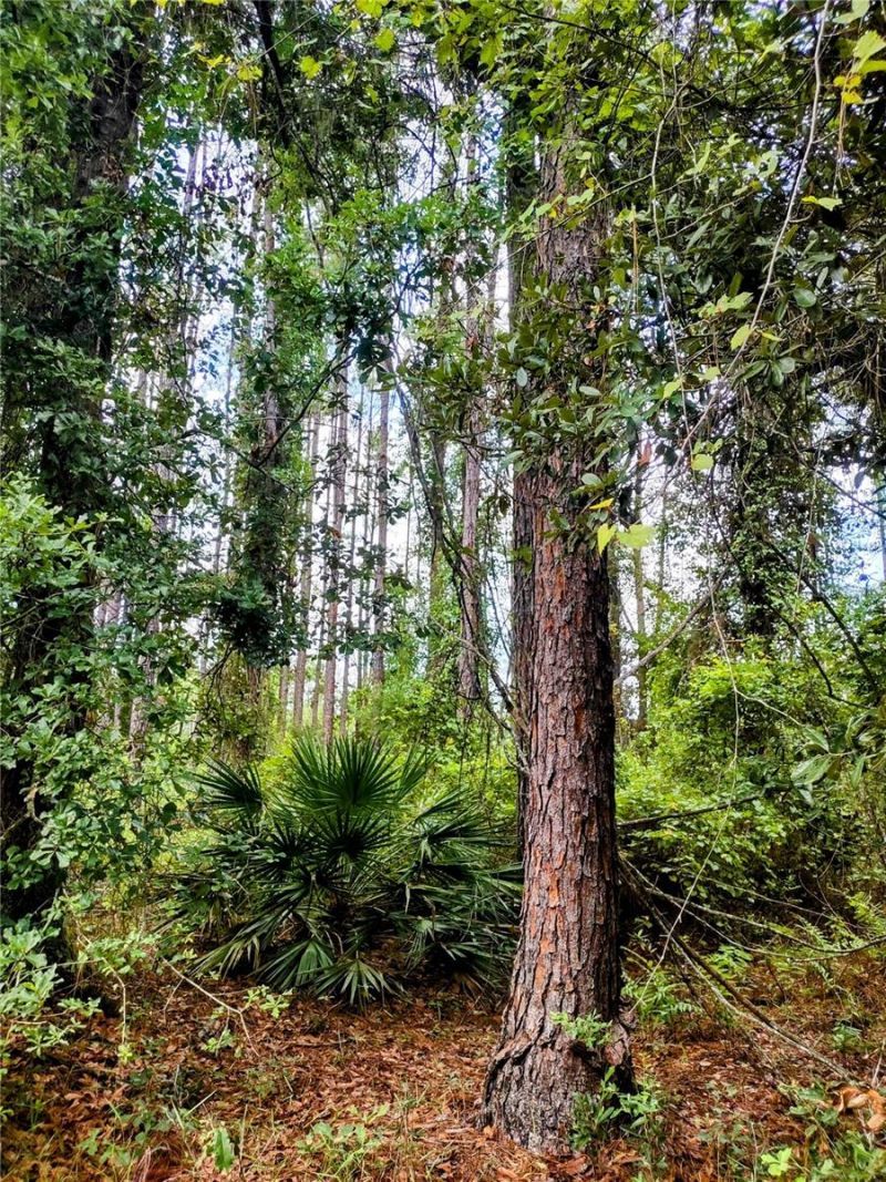 4651 NE 108th Place, Chiefland, FL 32626 Photo