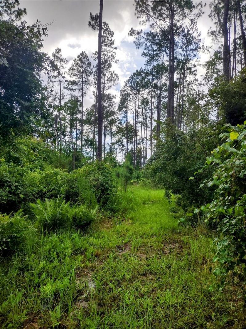 4651 NE 108th Place, Chiefland, FL 32626 Photo