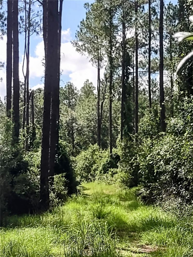 4651 NE 108th Place, Chiefland, FL 32626 Photo