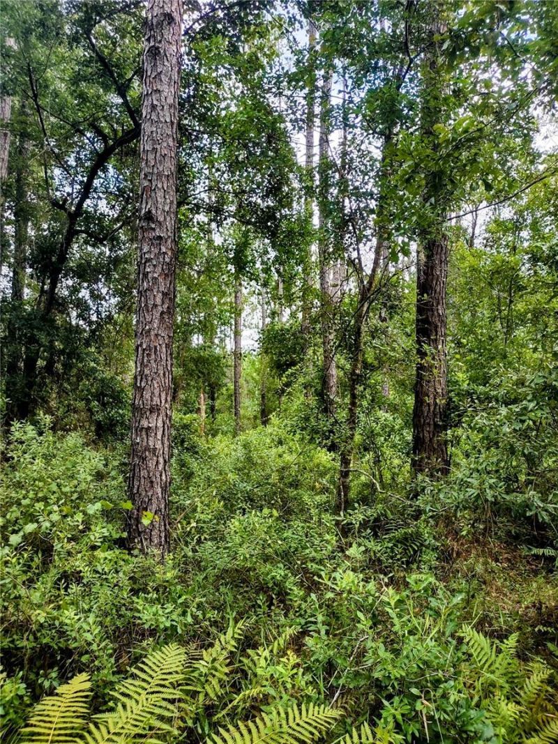 4651 NE 108th Place, Chiefland, FL 32626 Photo