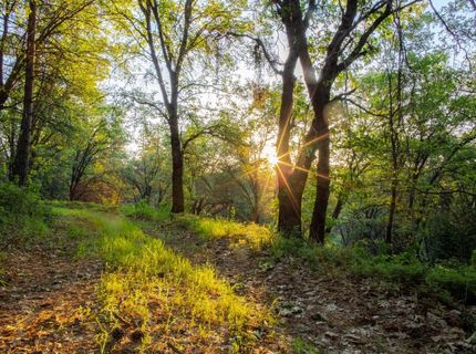 15793 Black Prince Rd, Pioneer, CA 95666 Photo