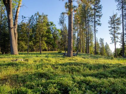 15793 Black Prince Rd, Pioneer, CA 95666 Photo