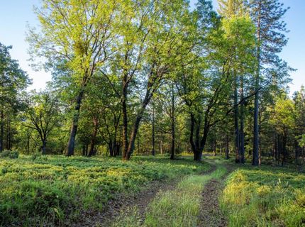 15793 Black Prince Rd, Pioneer, CA 95666 Photo