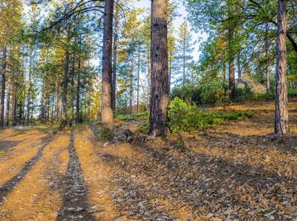 15793 Black Prince Rd, Pioneer, CA 95666 Photo